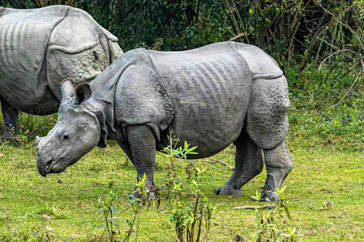 Bhubaneswar to Guwahati Flight: Explore Meghalaya & Assam in 7 Days